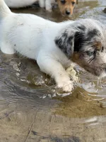 Candy, a female Jack Russell Terrier for sale in Wytheville, VA – 2 of 10