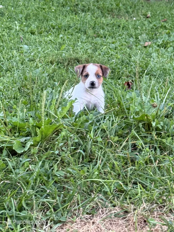 Beau  – Jack Russell Terrier puppy for sale in Wytheville, VA