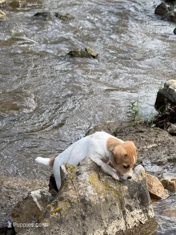 Buster – Jack Russell Terrier puppy for sale in Wytheville, VA