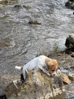 Buster, a male Jack Russell Terrier for sale in Wytheville, VA – 1 of 9