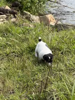 Boone, a male Jack Russell Terrier for sale in Wytheville, VA – 5 of 8