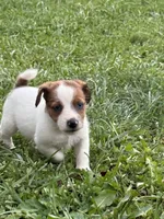 Beau , a male Jack Russell Terrier for sale in Wytheville, VA – 3 of 10