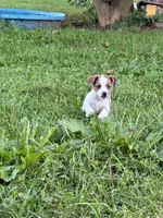 Beau , a male Jack Russell Terrier for sale in Wytheville, VA – 4 of 10