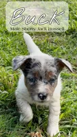 Buck, a male Jack Russell Terrier for sale in Wytheville, VA – 1 of 4