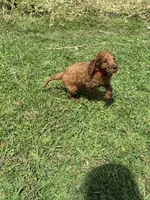Finny, a male Irish Setter and Poodle - Standard  for sale in Wytheville, VA – 5 of 5