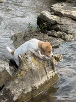 Buster, a male Jack Russell Terrier for sale in Wytheville, VA – 4 of 9