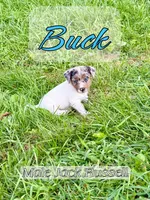 Buck, a male Jack Russell Terrier for sale in Wytheville, VA – 2 of 4