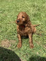 Finny, a male Irish Setter and Poodle - Standard  for sale in Wytheville, VA – 3 of 5