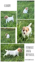 Candy, a female Jack Russell Terrier for sale in Wytheville, VA – 6 of 10