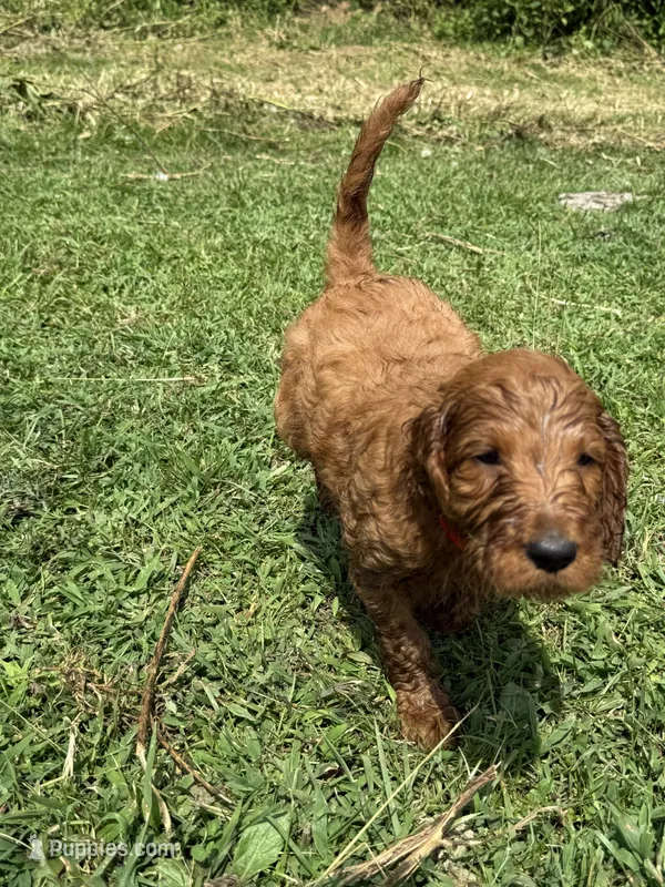Finny – Irish Setter, Poodle - Standard  puppy for sale in Wytheville, VA