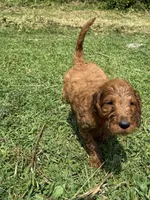 Finny, a male Irish Setter and Poodle - Standard  for sale in Wytheville, VA – 1 of 5