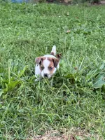 Beau , a male Jack Russell Terrier for sale in Wytheville, VA – 9 of 10