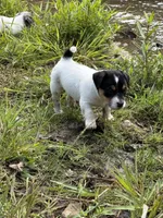 Boone, a male Jack Russell Terrier for sale in Wytheville, VA – 7 of 8