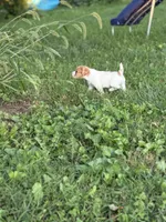 Candy, a female Jack Russell Terrier for sale in Wytheville, VA – 10 of 10