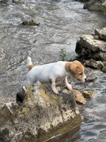 Buster, a male Jack Russell Terrier for sale in Wytheville, VA – 8 of 9