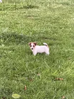 Beau , a male Jack Russell Terrier for sale in Wytheville, VA – 2 of 10