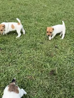 Buster, a male Jack Russell Terrier for sale in Wytheville, VA – 7 of 9
