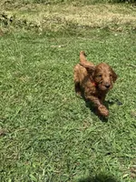 Finny, a male Irish Setter and Poodle - Standard  for sale in Wytheville, VA – 2 of 5