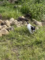 Boone, a male Jack Russell Terrier for sale in Wytheville, VA – 3 of 8
