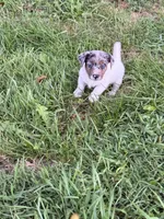 Buck, a male Jack Russell Terrier for sale in Wytheville, VA – 4 of 4