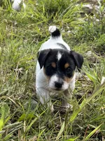 Boone, a male Jack Russell Terrier for sale in Wytheville, VA – 6 of 8
