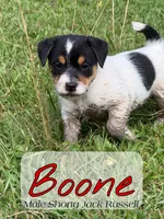 Boone, a male Jack Russell Terrier for sale in Wytheville, VA – 4 of 8