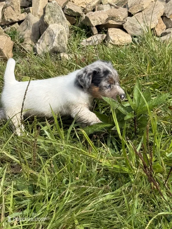 Candy – Jack Russell Terrier puppy for sale in Wytheville, VA