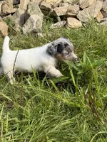 Candy, a female Jack Russell Terrier for sale in Wytheville, VA – 1 of 10