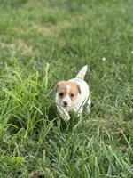 Candy, a female Jack Russell Terrier for sale in Wytheville, VA – 7 of 10