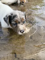 Candy, a female Jack Russell Terrier for sale in Wytheville, VA – 3 of 10