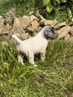 Candy, a female Jack Russell Terrier for sale in Wytheville, VA – 5 of 10