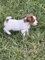 Beau , a male Jack Russell Terrier for sale in Wytheville, VA – 10 of 10