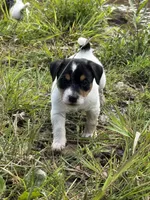 Boone, a male Jack Russell Terrier for sale in Wytheville, VA – 2 of 8