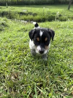 Boone, a male Jack Russell Terrier for sale in Wytheville, VA – 8 of 8