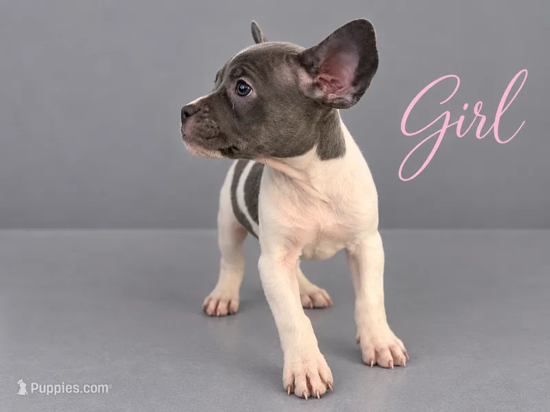 Puppy #2 – French Bulldog, American Staffordshire Terrier puppy for sale in Stone Mountain, GA