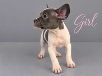 Puppy #2, a female French Bulldog and American Staffordshire Terrier for sale in Stone Mountain, GA – 1 of 1