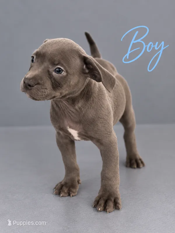 Puppy #3 – French Bulldog, American Staffordshire Terrier puppy for sale in Stone Mountain, GA