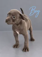 Puppy #3, a male French Bulldog and American Staffordshire Terrier for sale in Stone Mountain, GA – 1 of 1