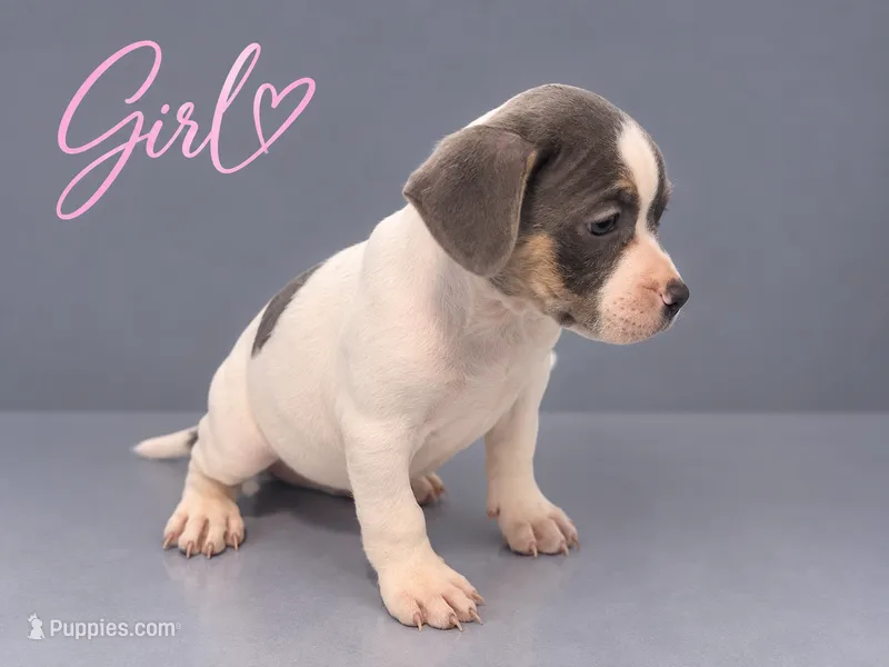 Puppy #1 – French Bulldog, American Staffordshire Terrier puppy for sale in Stone Mountain, GA