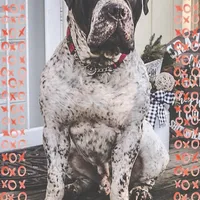 Upcoming Litter, a  Boerboel for sale in Lake Stevens, WA – Photo 3 of 4