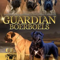 Upcoming Litter, a  Boerboel for sale in Lake Stevens, WA – Photo 4 of 4