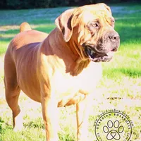 Upcoming Litter, a  Boerboel for sale in Lake Stevens, WA – Photo 2 of 4