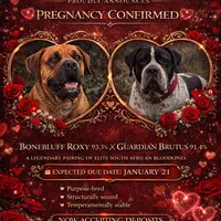 Upcoming Litter, a  Boerboel for sale in Lake Stevens, WA – Photo 1 of 4