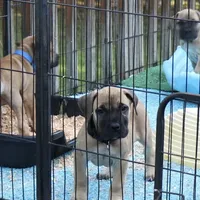 Guardian Black Collar, a male Boerboel for sale in Lake Stevens, WA – Photo 5 of 7