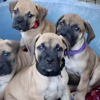Guardian Black Collar, a male Boerboel for sale in Lake Stevens, WA – Photo 3 of 7