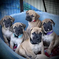 Guardian Black Collar, a male Boerboel for sale in Lake Stevens, WA – Photo 4 of 7