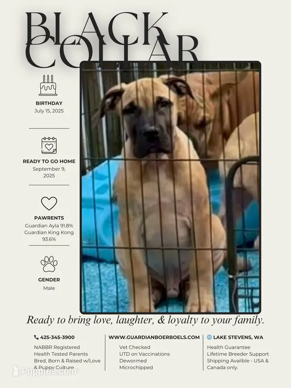 Guardian Black Collar