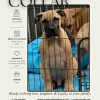 Guardian Black Collar, a male Boerboel for sale in Lake Stevens, WA – Photo 1 of 7