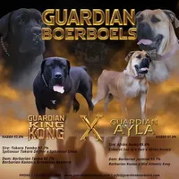 Guardian Black Collar, a male Boerboel for sale in Lake Stevens, WA – Photo 7 of 7