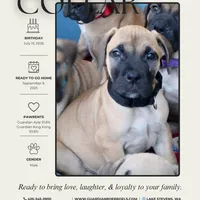 Guardian Black Collar, a male Boerboel for sale in Lake Stevens, WA – Photo 2 of 7